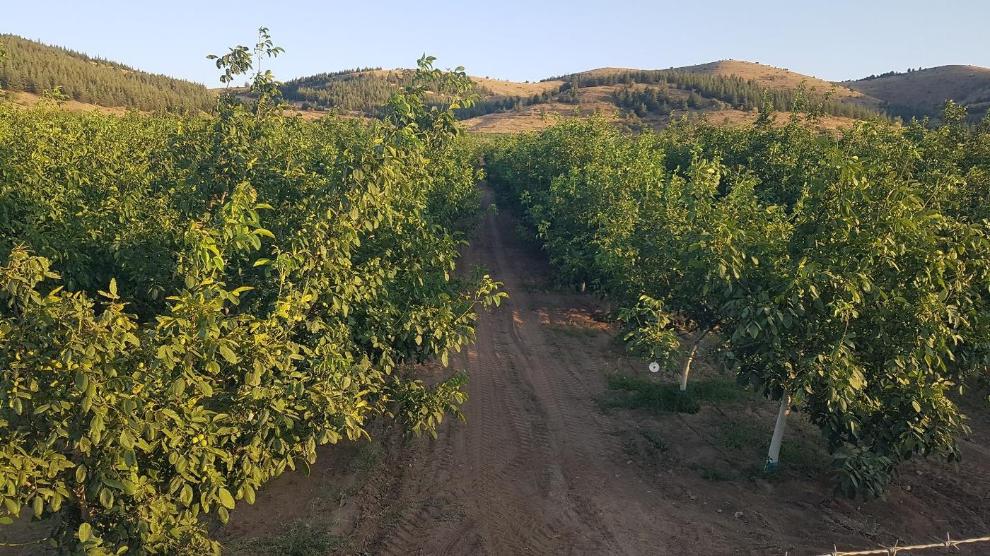 Kılevli Köyü'ndeki ceviz bahçemiz